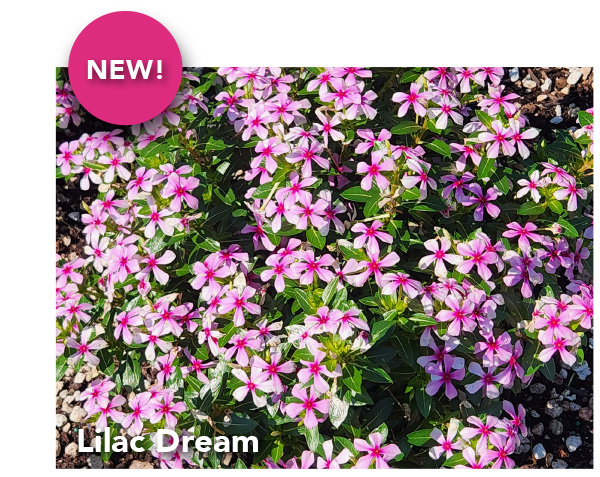NEW - SOIREE KAWAII® Lilac Dream