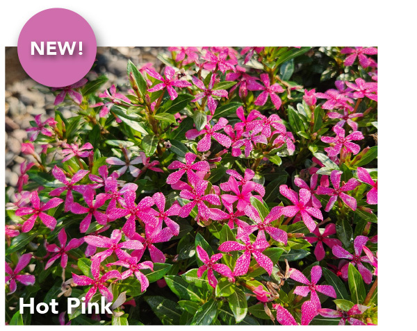 NEW - SOIREE KAWAII® Hot Pink - Suntory Flowers