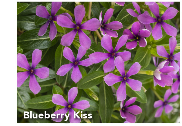 Blueberry Kiss