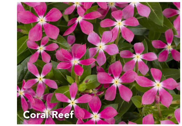 Coral Reef