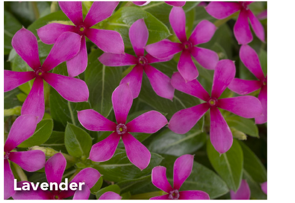 Lavender