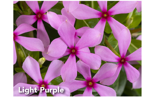 Light Purple