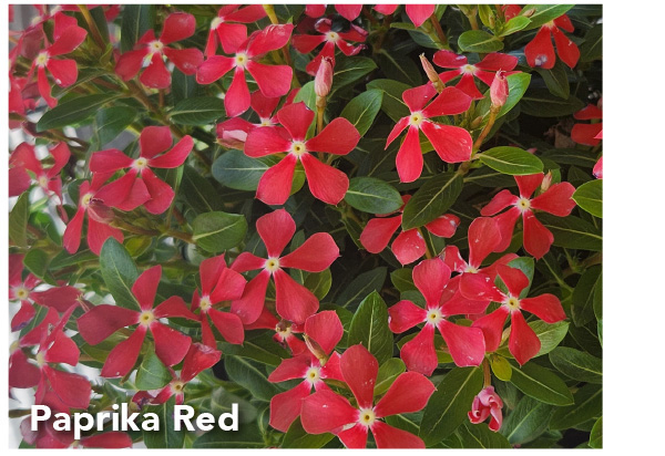 Paprika Red