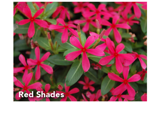 Red Shades