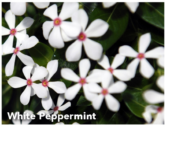 White Peppermint