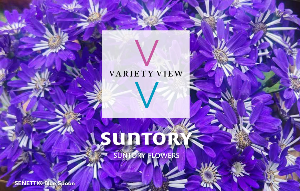 SENETTI® Blue Spoon
