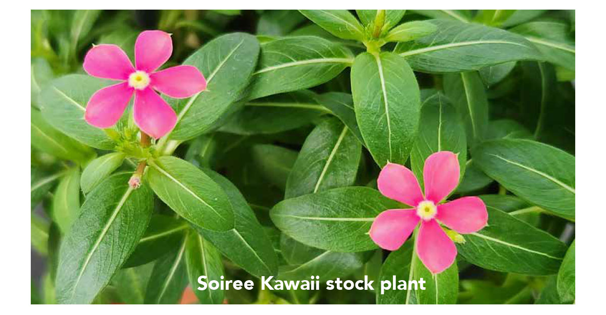 Soiree Kawaii stock plant