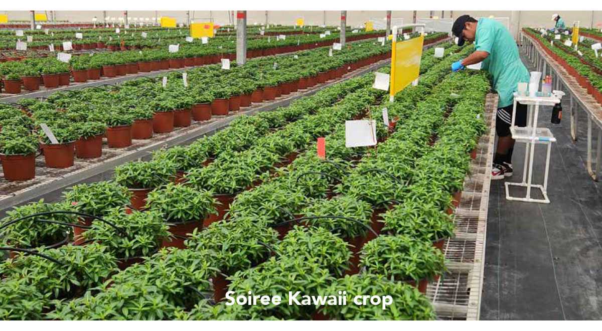 Soiree Kawaii crop