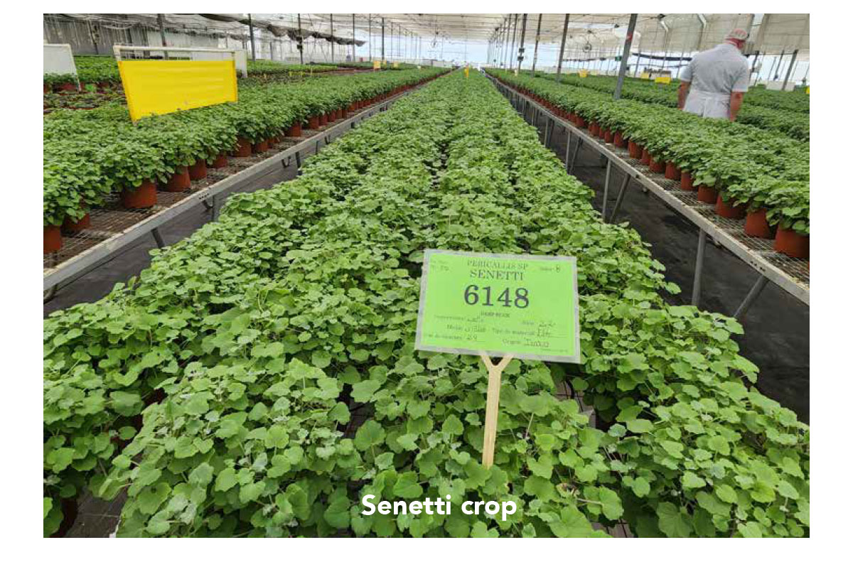 Senetti crop