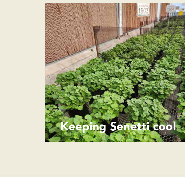 Keeping Senetti cool