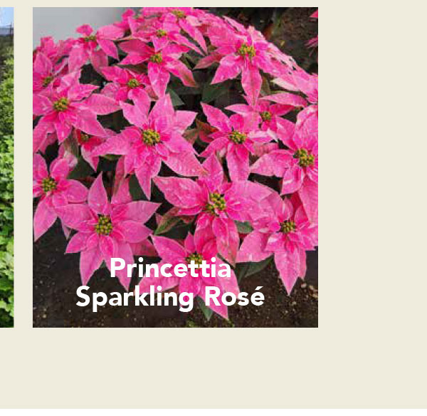 Princettia Sparkling Rose