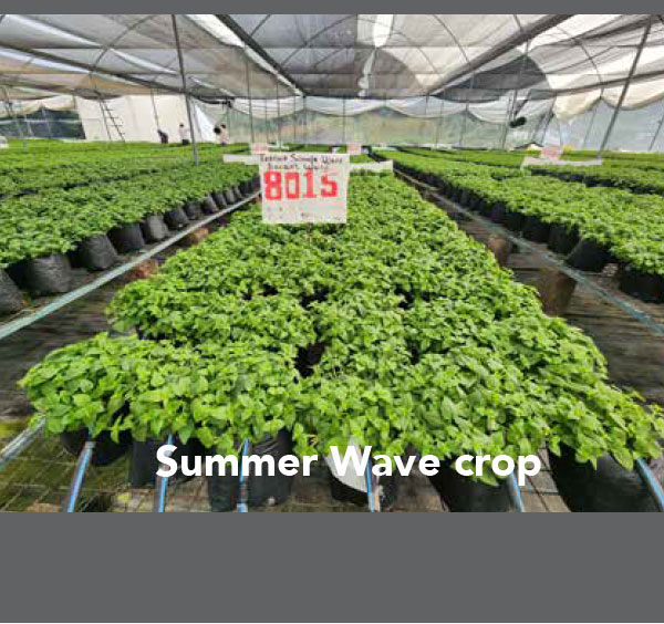 SUMMER WAVE® TRAILING