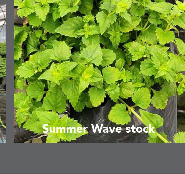 Summer Wave stock plant