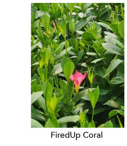 SUN PARASOL® FIREDUP™ Coral