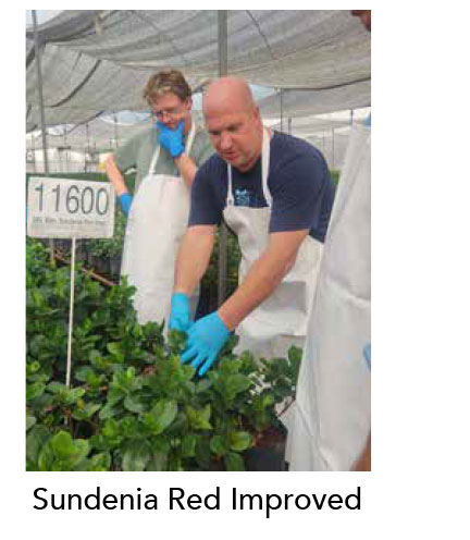 SUNDENIA® Red Improved
