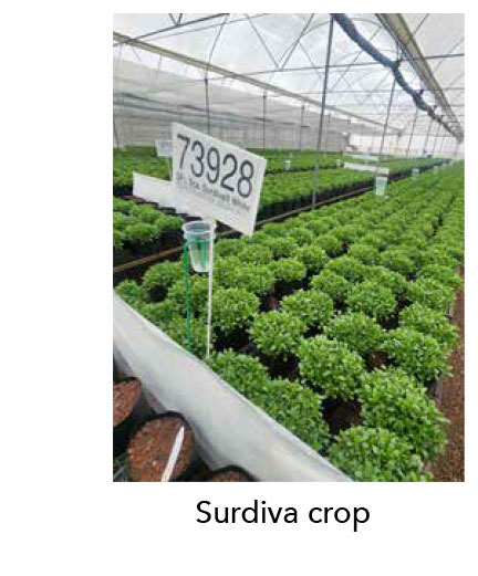 Surdiva crop