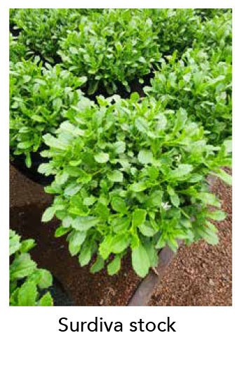 Surdiva stock plants