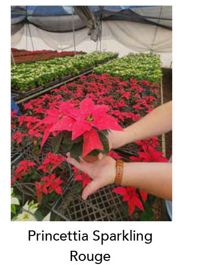 PRINCETTIA® Sparkling Rouge