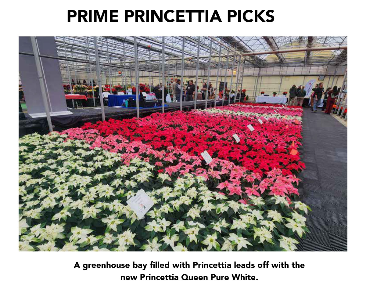Princettia Queen Pure White