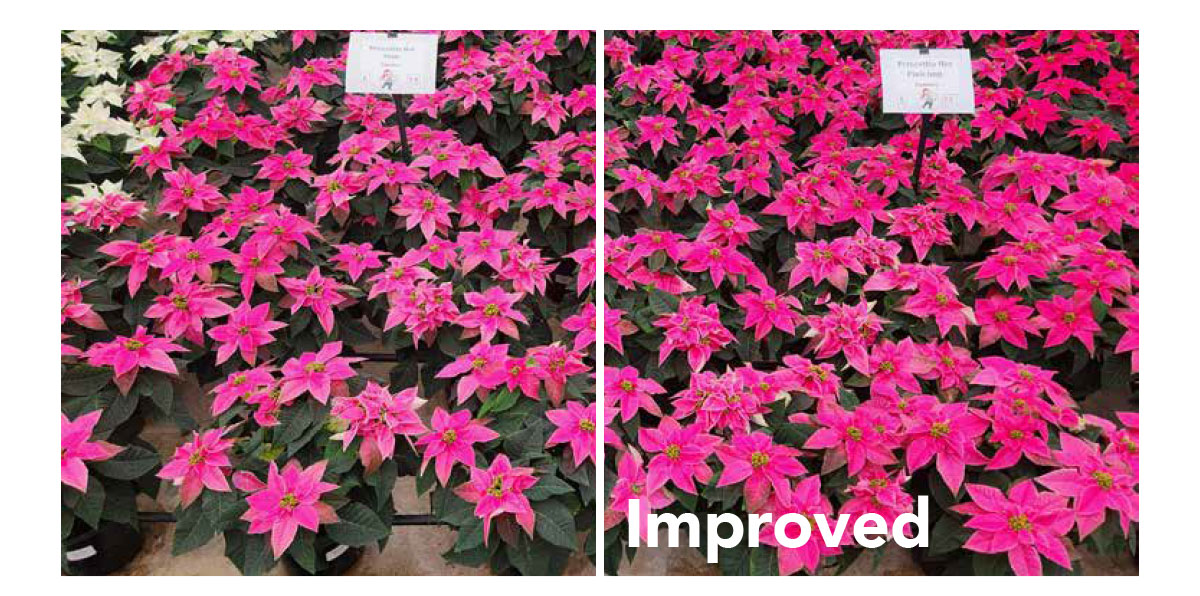 Princettia® Hot Pink Improved