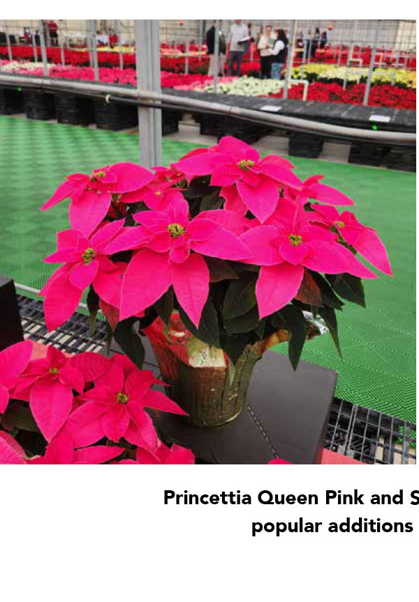 PRINCETTIA QUEEN™ Pink