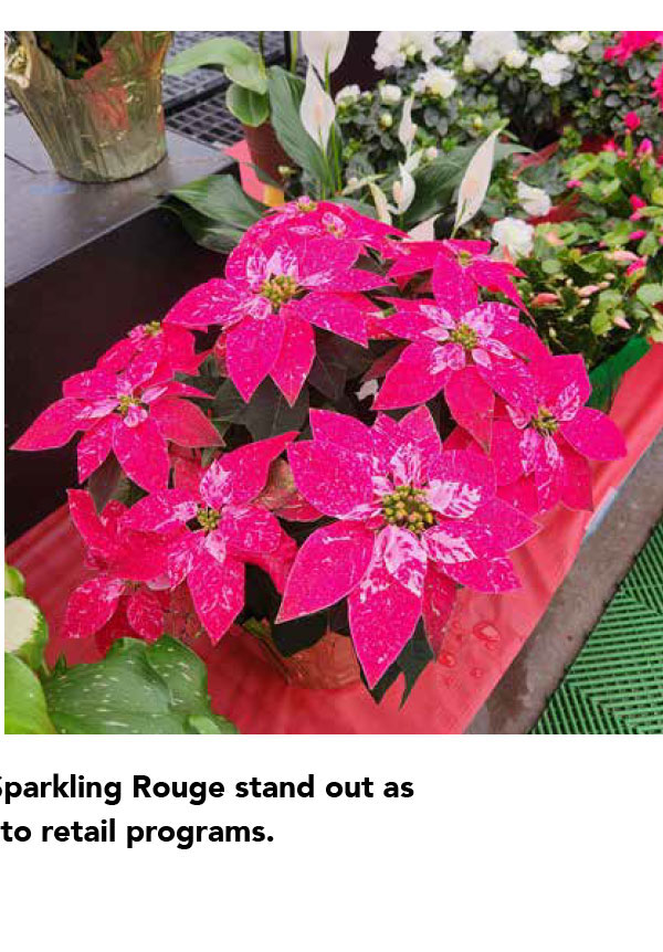 PRINCETTIA® Sparkling Rouge