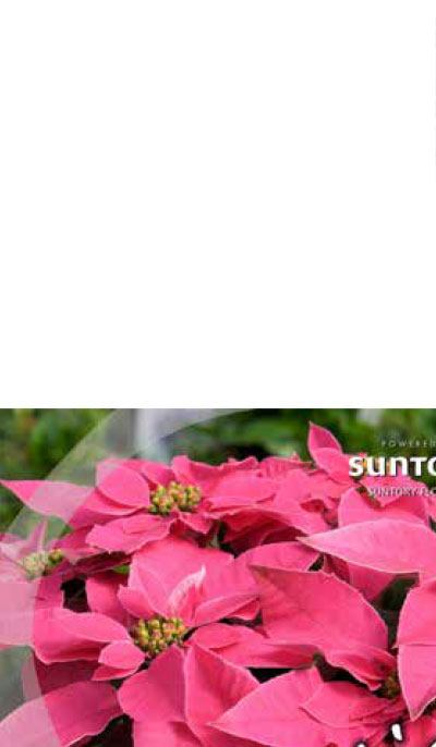 Princettia poster