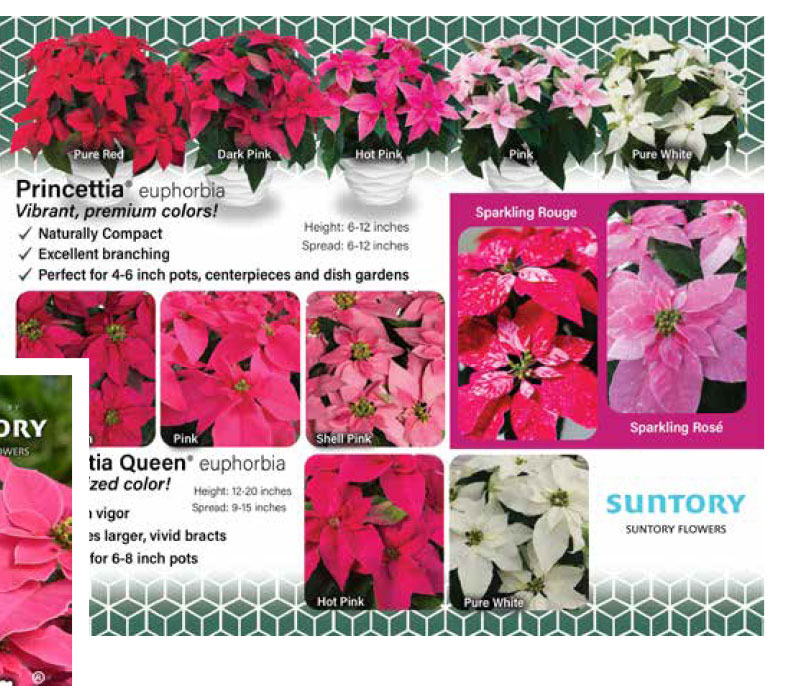Princettia varieties poster
