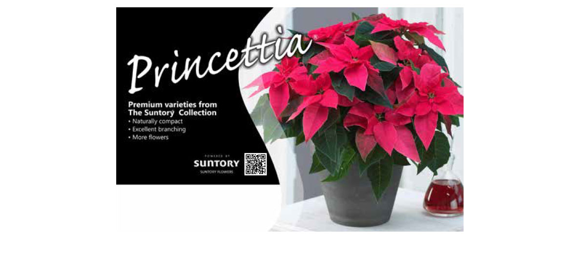 Princettia bench card
