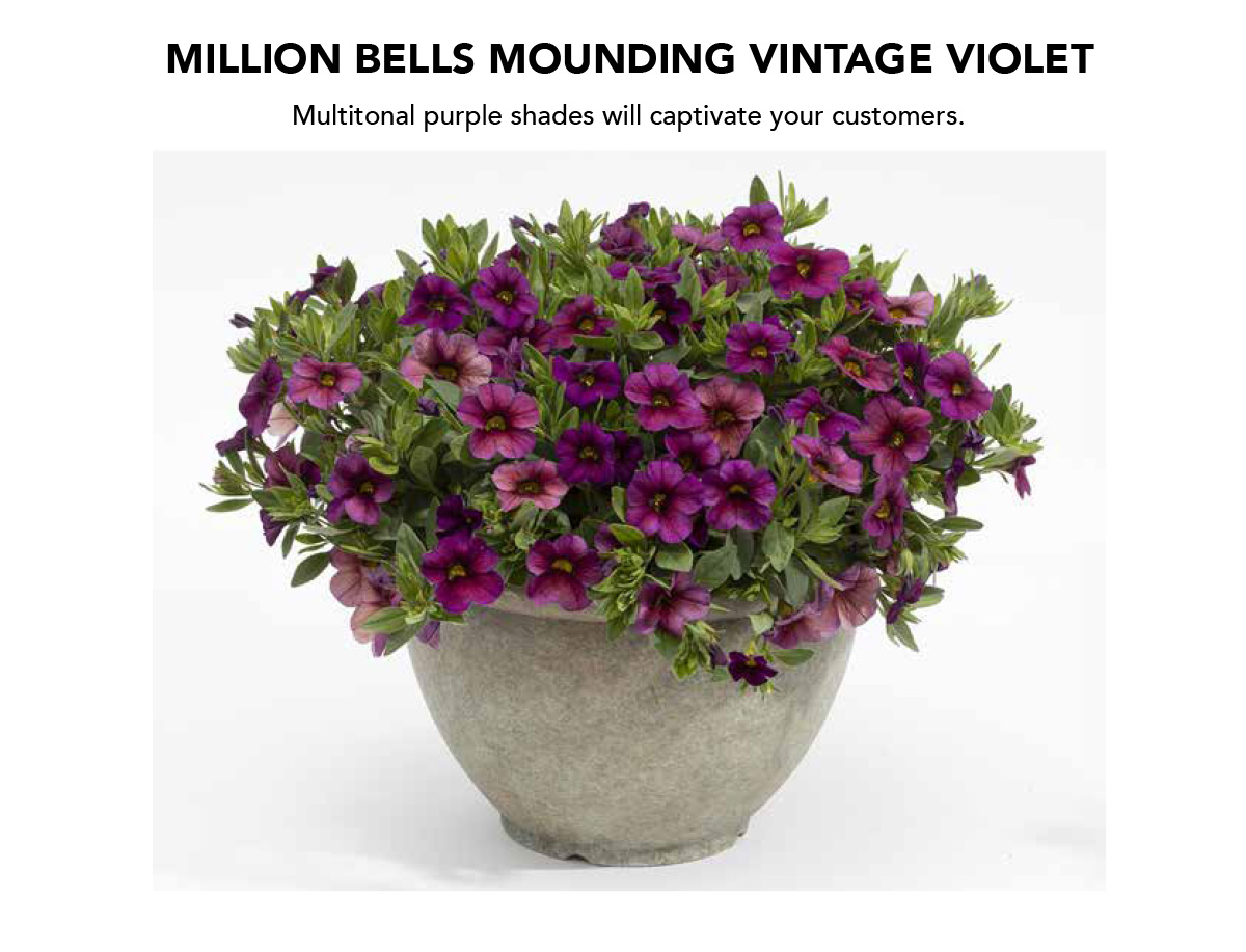 Suntory Flowers Variety View – New for 2026 - Suntory Flowers
