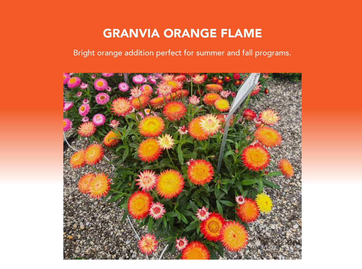 Suntory Flowers Variety View – New for 2026 - Suntory Flowers