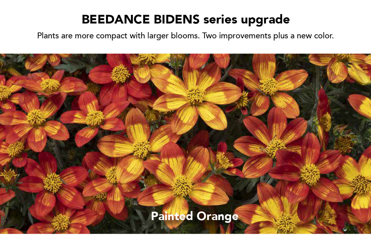 Suntory Flowers Variety View – New for 2026 - Suntory Flowers