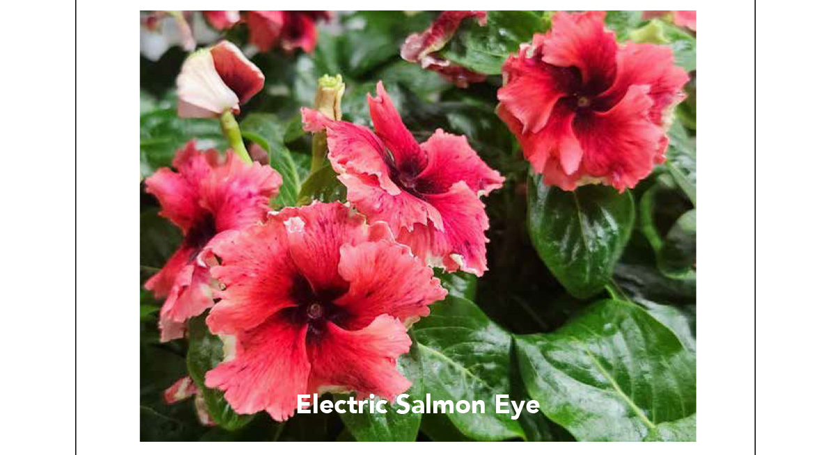 Suntory Flowers Variety View – New for 2026 - Suntory Flowers