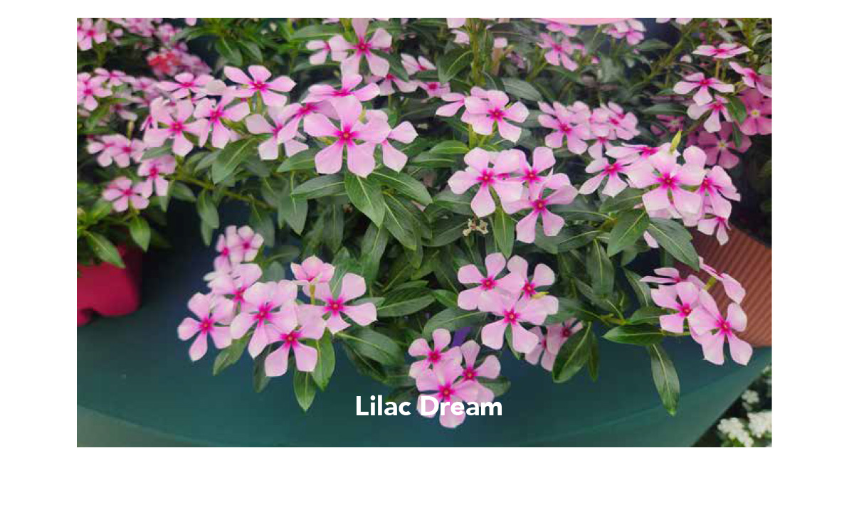 Suntory Flowers Variety View – New for 2026 - Suntory Flowers