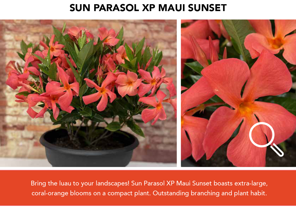 Suntory Flowers Variety View – 3 New Mandevillas - Suntory Flowers