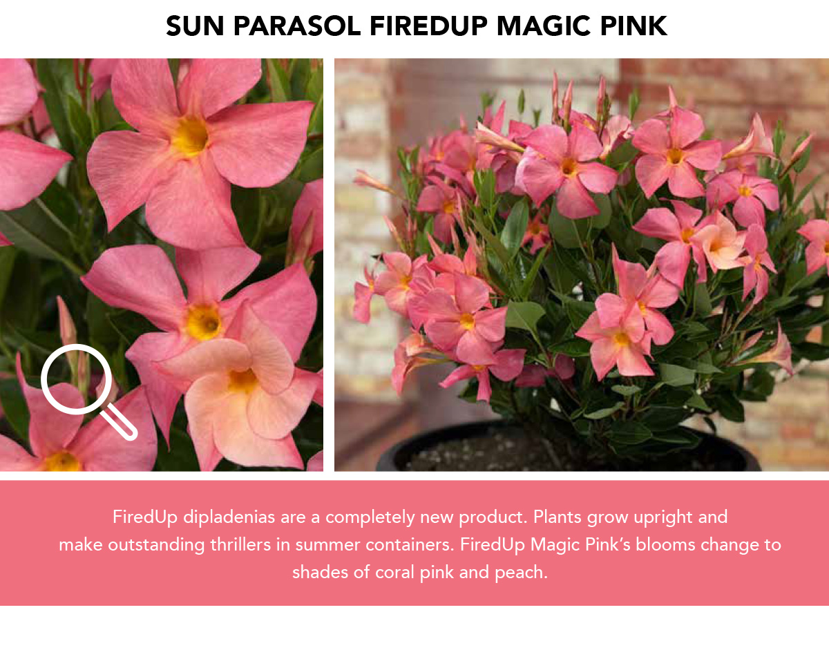 Suntory Flowers Variety View – 3 New Mandevillas - Suntory Flowers
