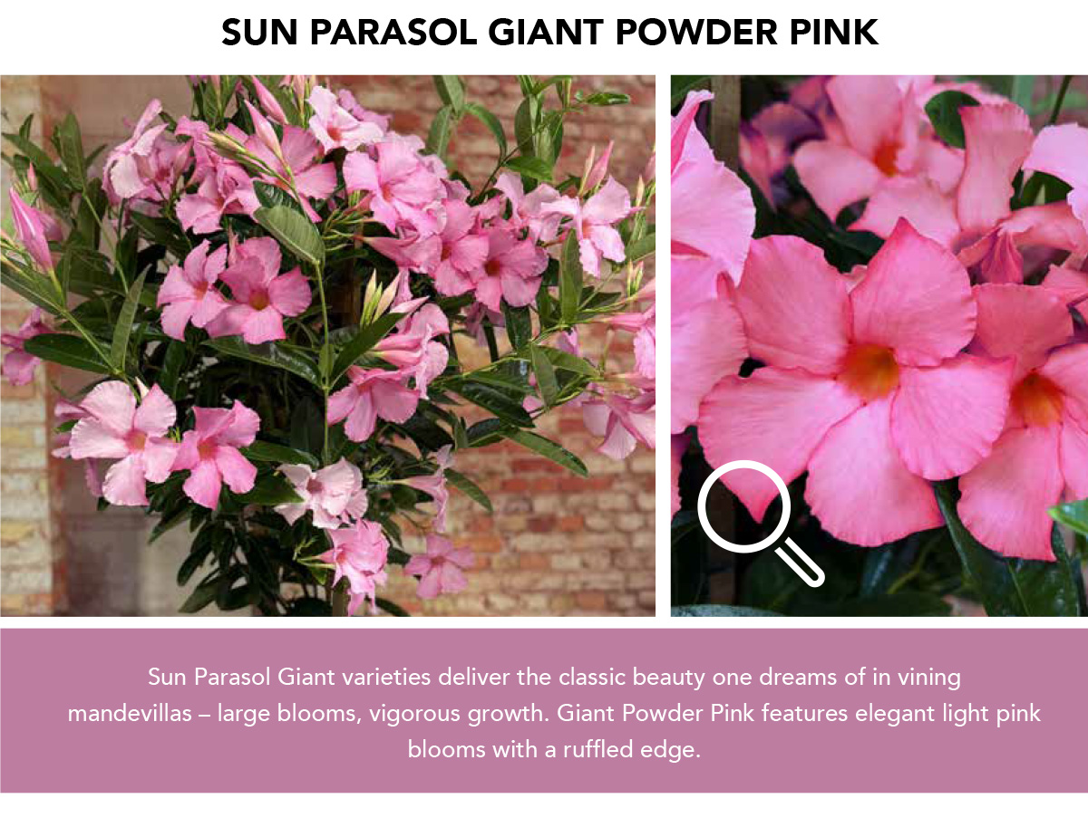 Suntory Flowers Variety View – 3 New Mandevillas - Suntory Flowers
