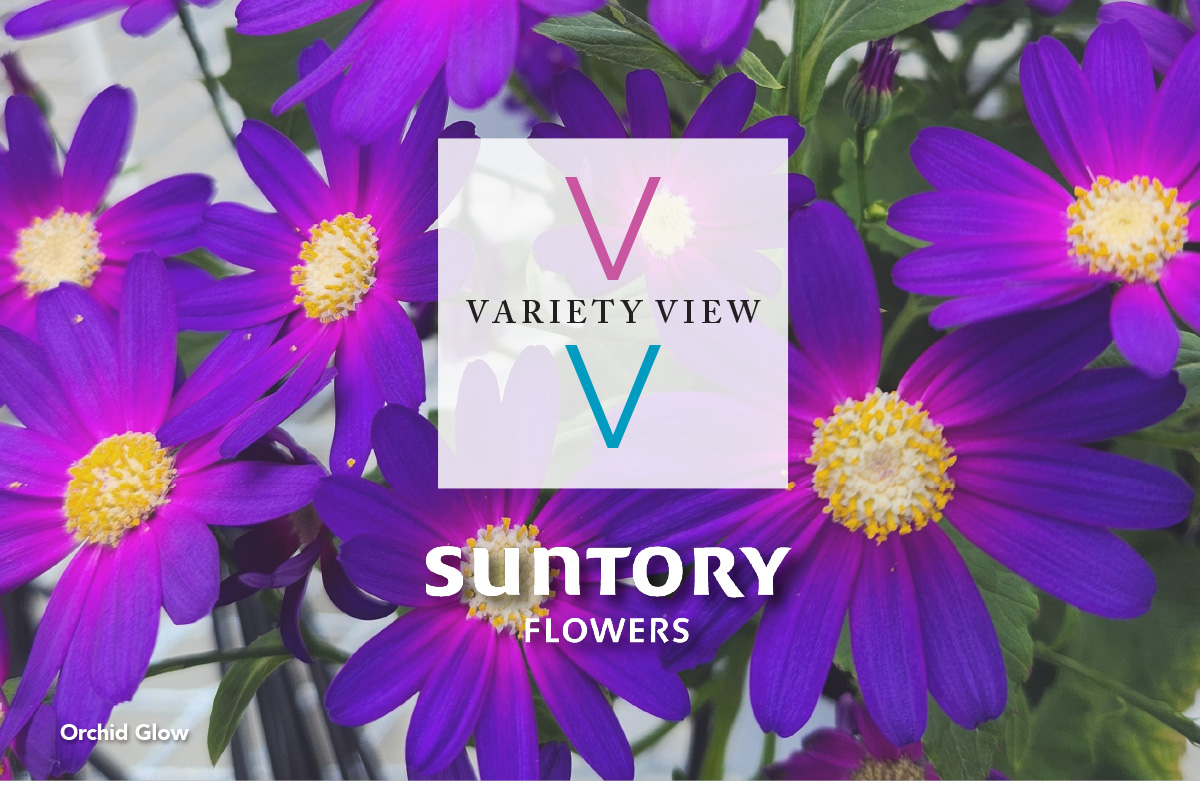SENETTI® Orchid Glow