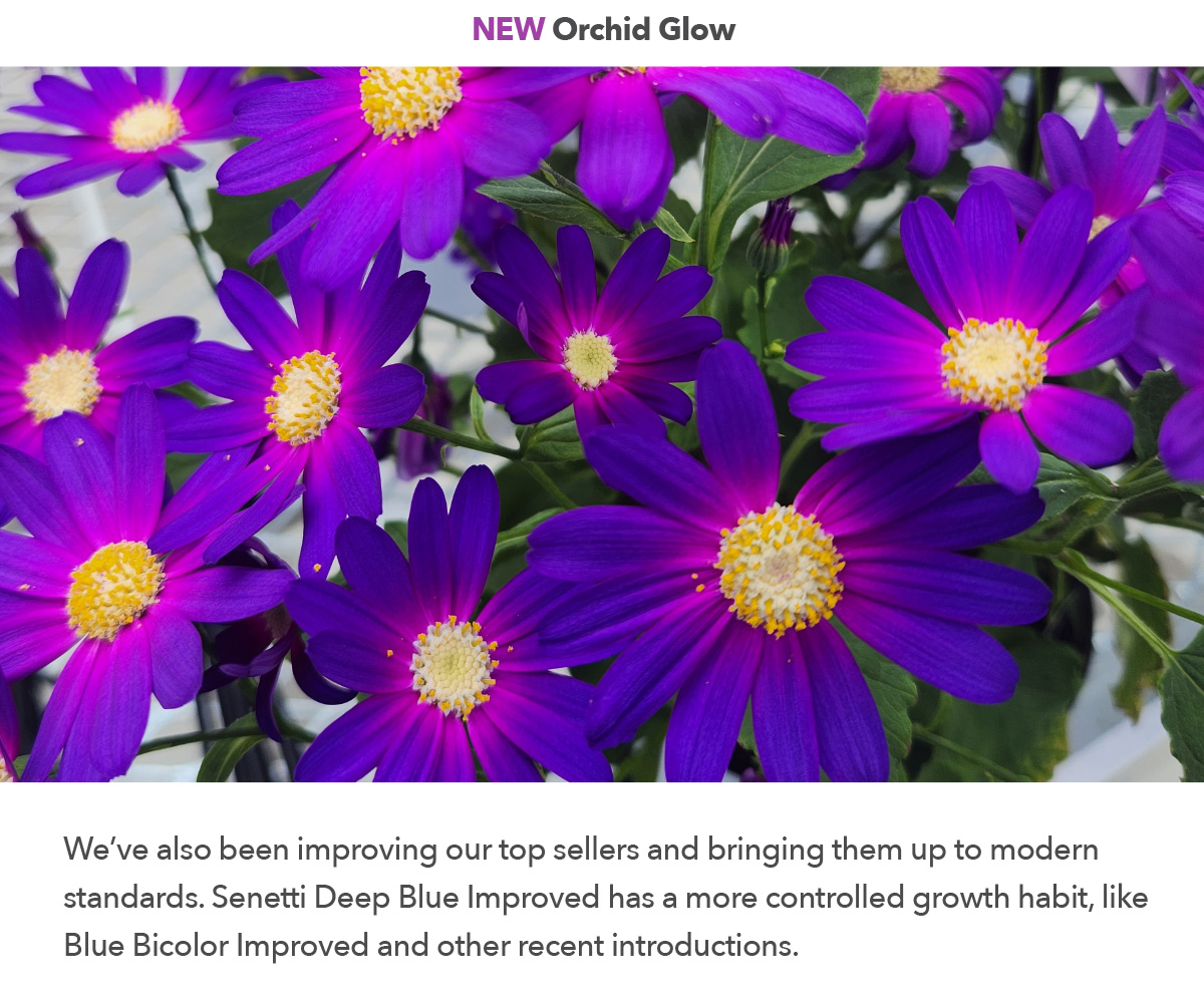 NEW! Senetti Orchid Glow
