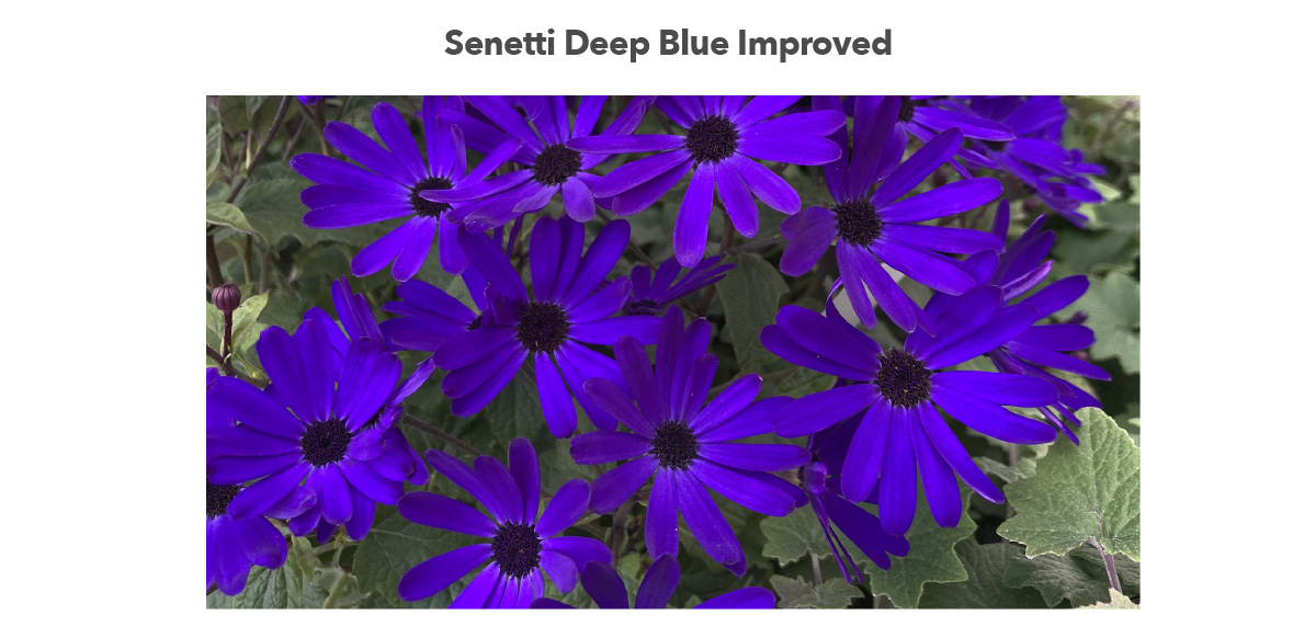 NEW SENETTI® Deep Blue Improved
