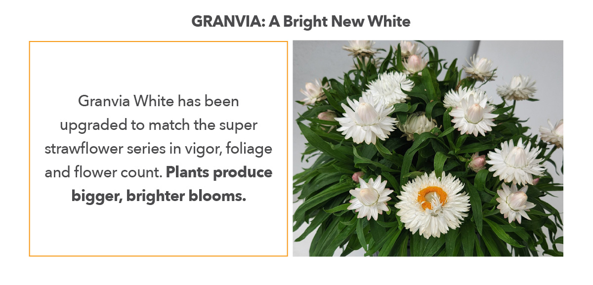 GRANVIA White Improved