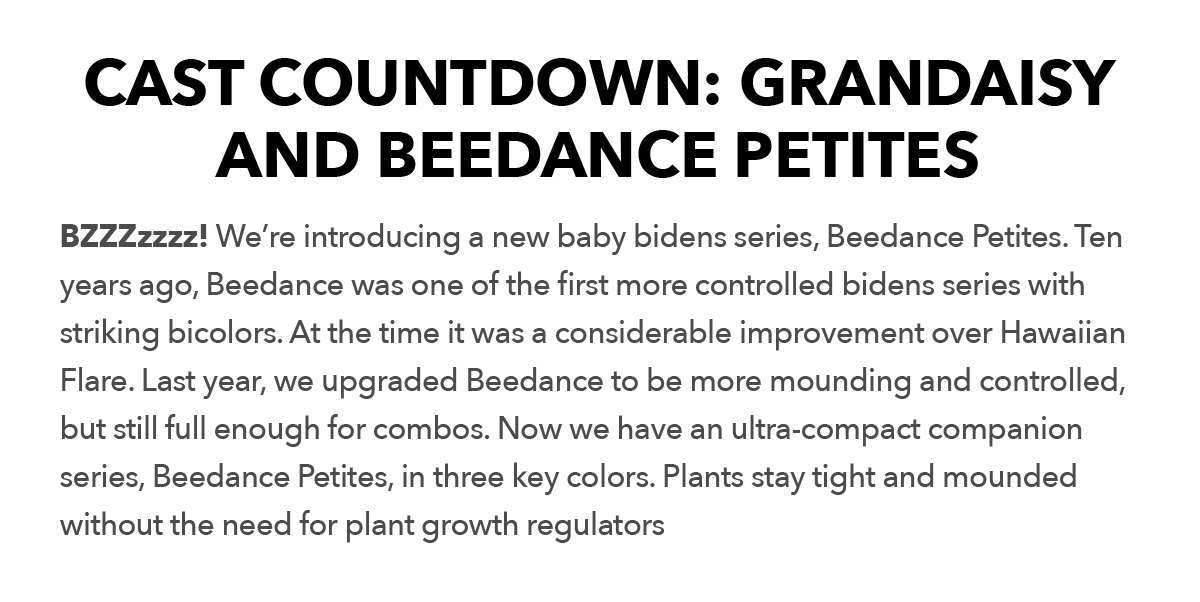 Beedance