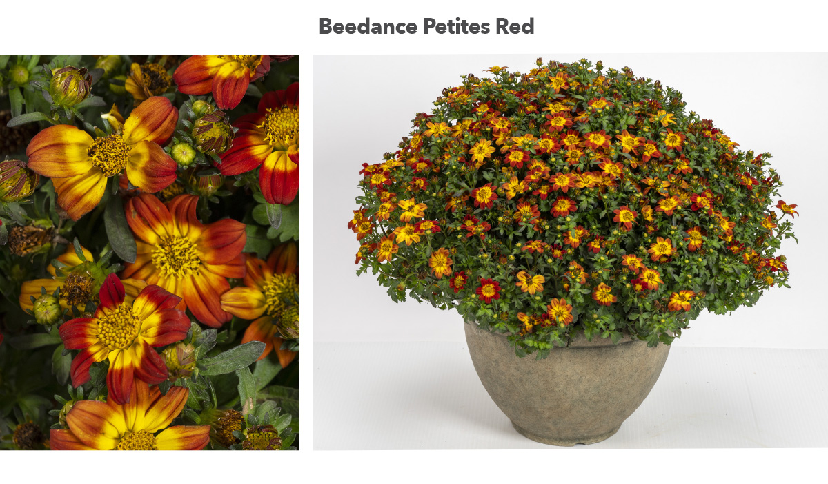 Beedance Petites Red