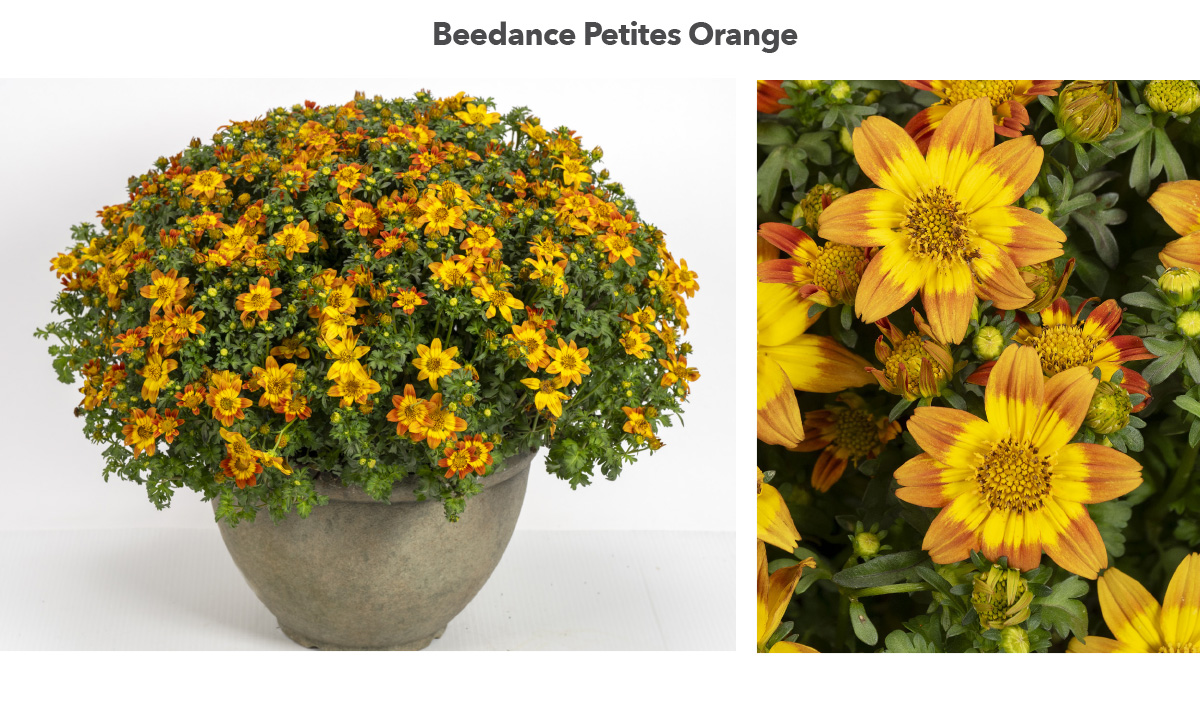 Beedance Petites Orange