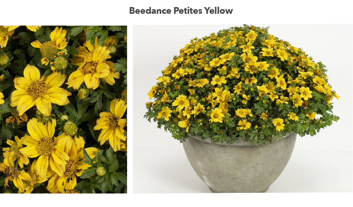 Beedance Petites Yellow