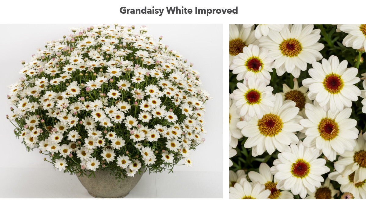 Grandaisy White Improved