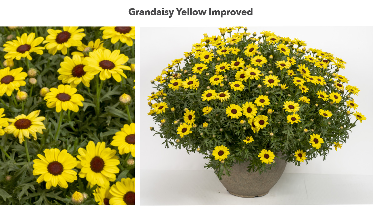 Grandaisy Yellow Improved