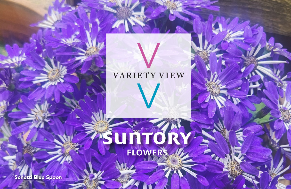 SENETTI® Blue Spoon