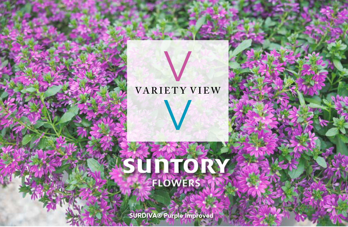 SURDIVA® Purple Improved