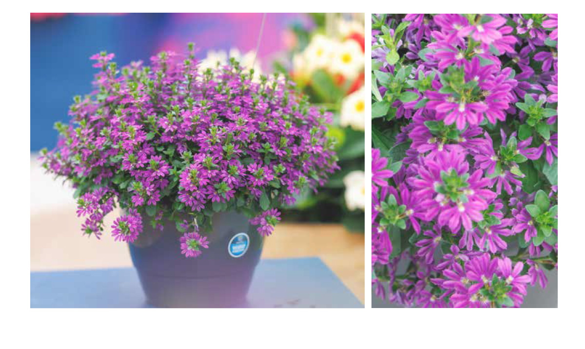 SURDIVA® Purple Improved